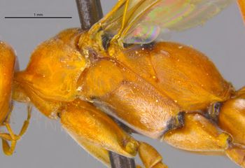 Media type: image;   Entomology 25735 Aspect: thorax lateral
